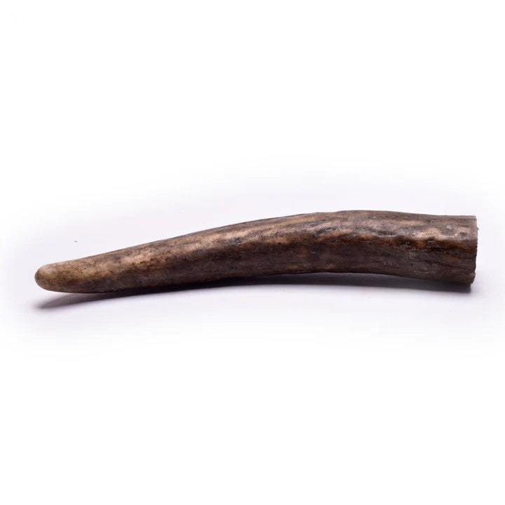 The Hunters Club Full Scottish Deer Antlers - 100% Natural