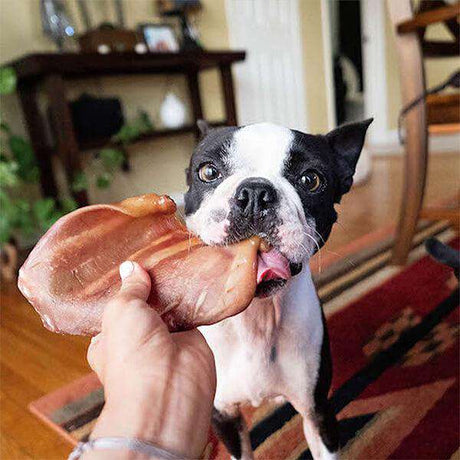 BIG CHEWER Natural Dog Treat Box