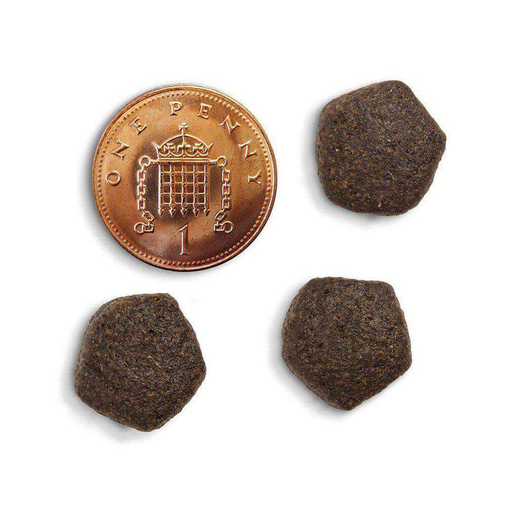 Canagan Scottish Salmon Grain Free Dog Food