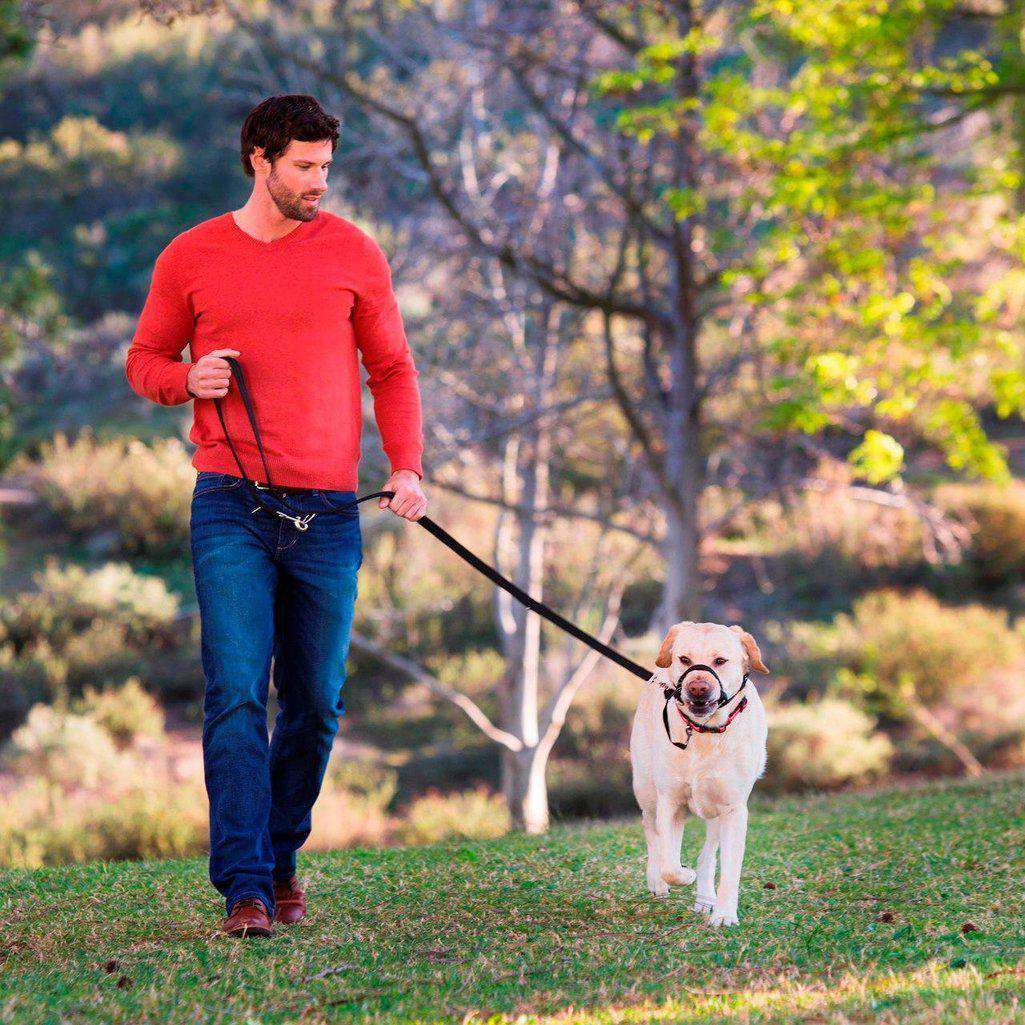 Halti Training Black Dog Lead