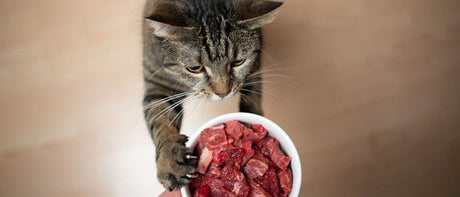 All Cat Food