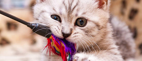 Cat Treats Toys & More