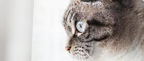 All Cat