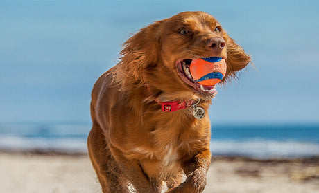 Dog Accessories