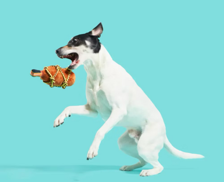 Bark Barkbeard'S Rum Dog Toy