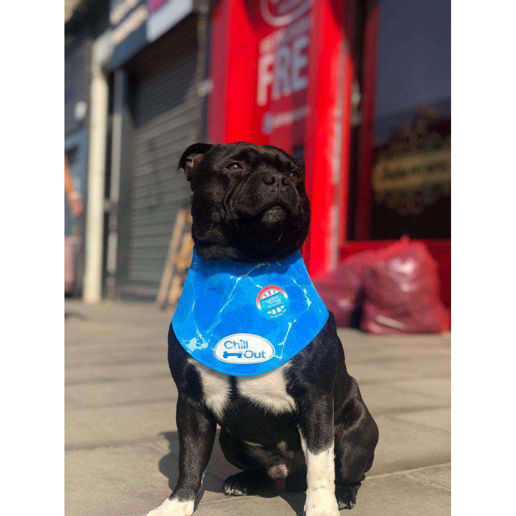 Chill out dog best sale bandana