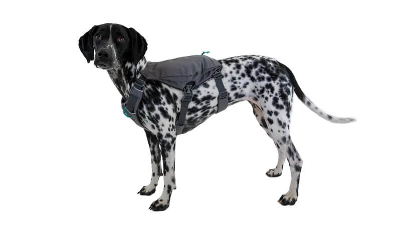 Ruffwear Switchbak Dog Harness