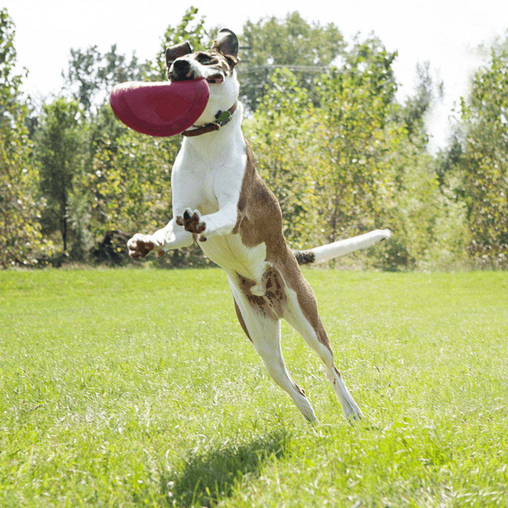 KONG Flyer Frisbee-Dog Toys-Kong-Dofos Pet Centre